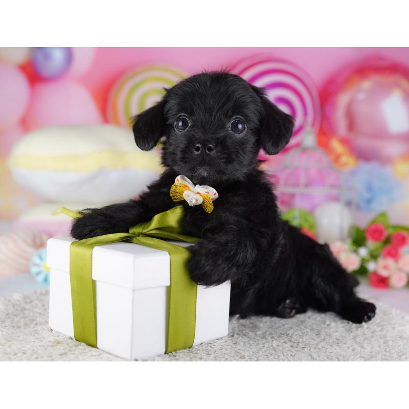 販売中の東京都のチワプー:チワワ×トイプードル-428222の7枚目