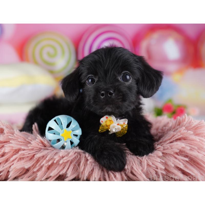 販売中の東京都のチワプー:チワワ×トイプードル-428222の6枚目