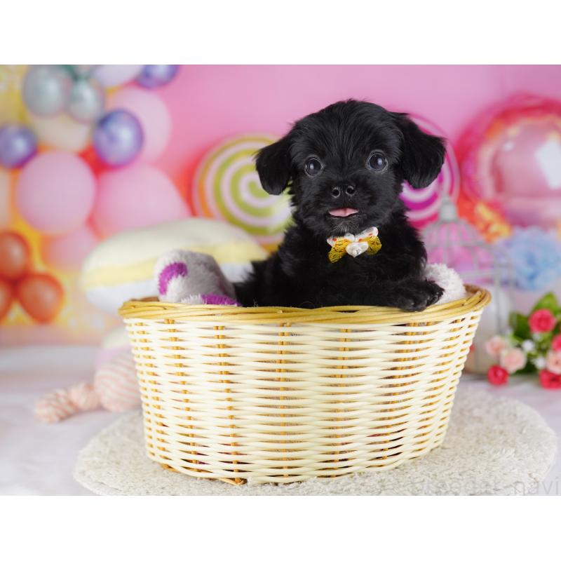 販売中の東京都のチワプー:チワワ×トイプードル-428222の5枚目