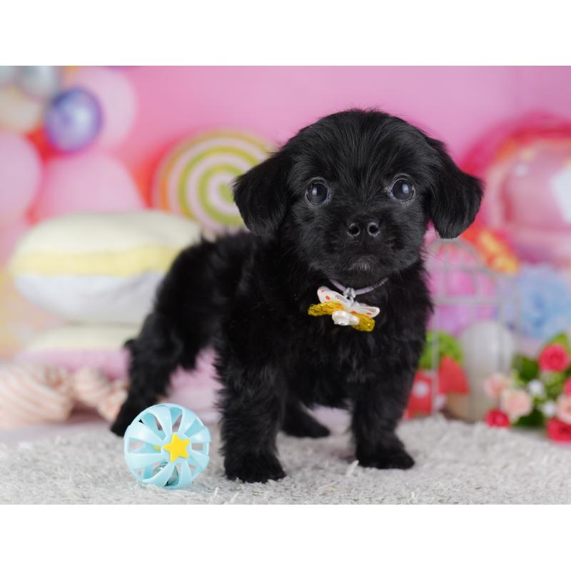 販売中の東京都のチワプー:チワワ×トイプードル-428222の4枚目