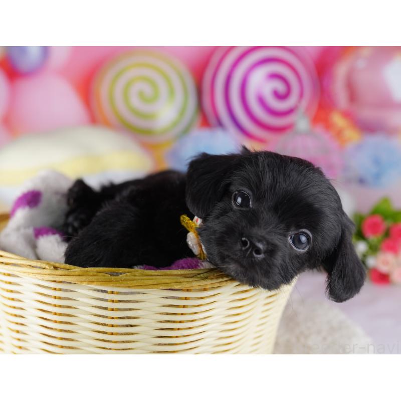 販売中の東京都のチワプー:チワワ×トイプードル-428222の3枚目