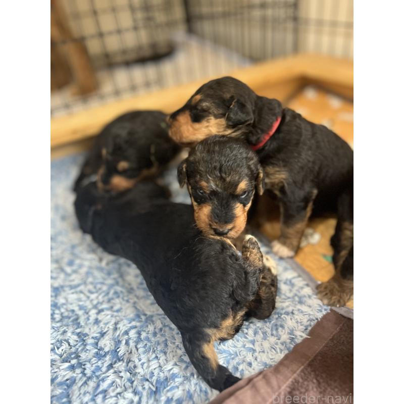 販売中の埼玉県のエアデールテリア-427147の4枚目