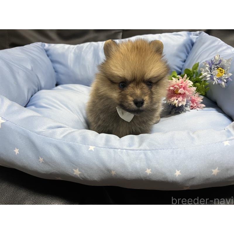 販売中の栃木県のポメラニアン-427146の4枚目