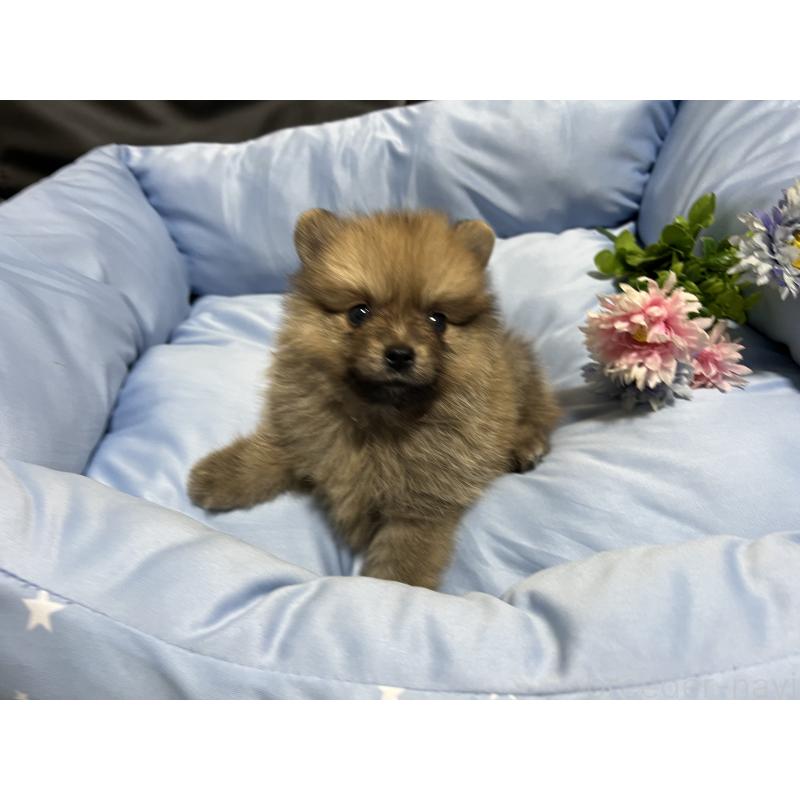 販売中の栃木県のポメラニアン-427146の3枚目