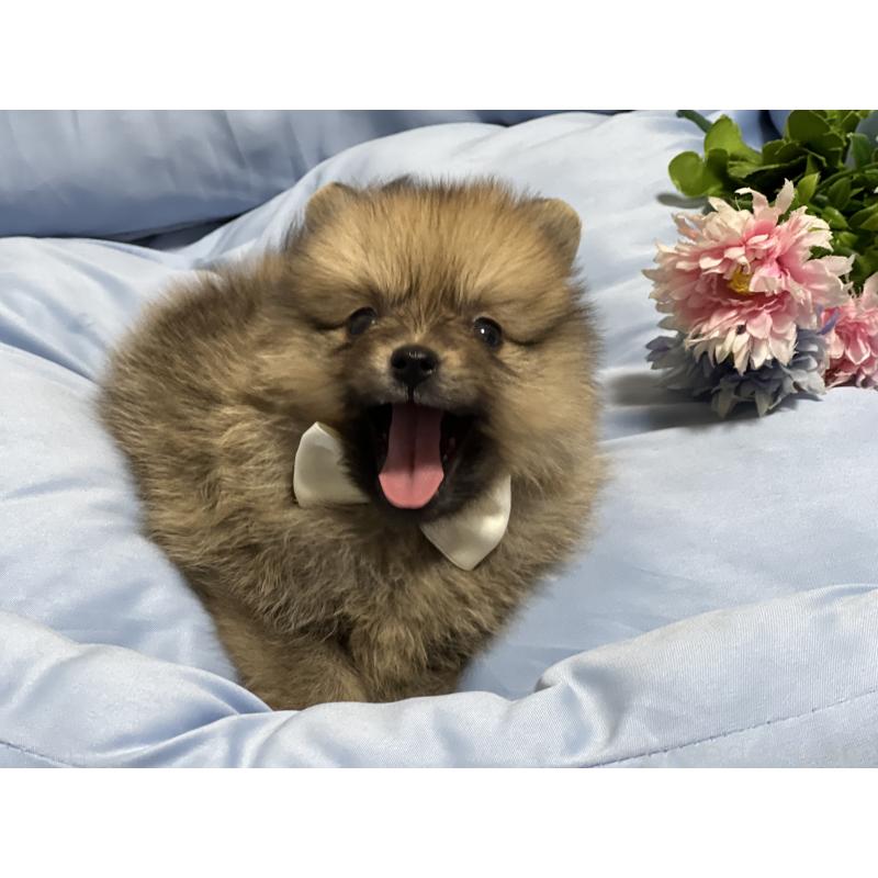 販売中の栃木県のポメラニアン-427146の2枚目