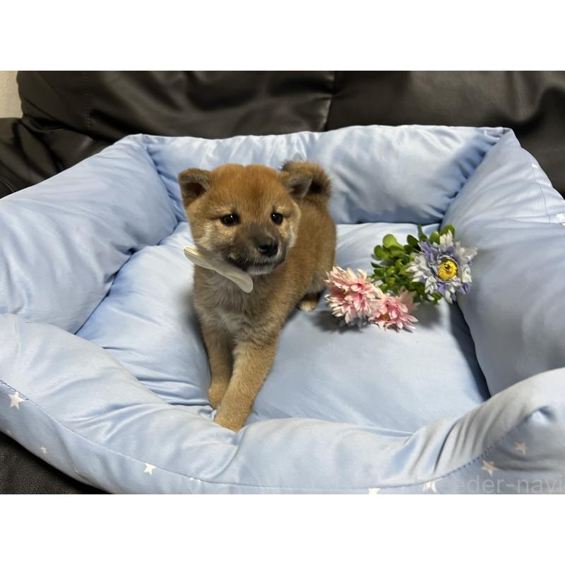 販売中の栃木県の柴犬-427149の4枚目