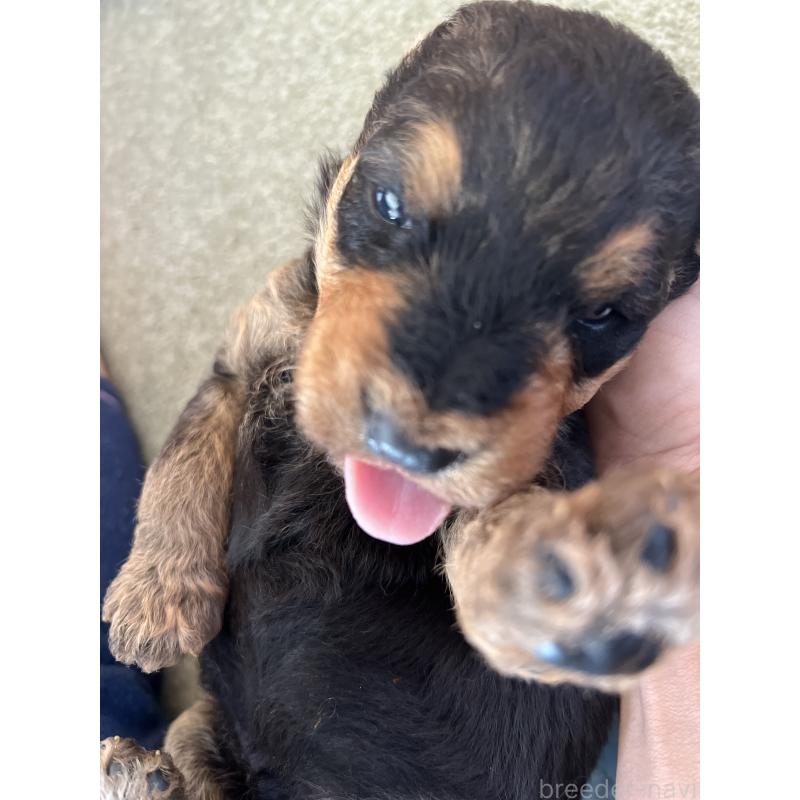 販売中の埼玉県のエアデールテリア-427147の2枚目