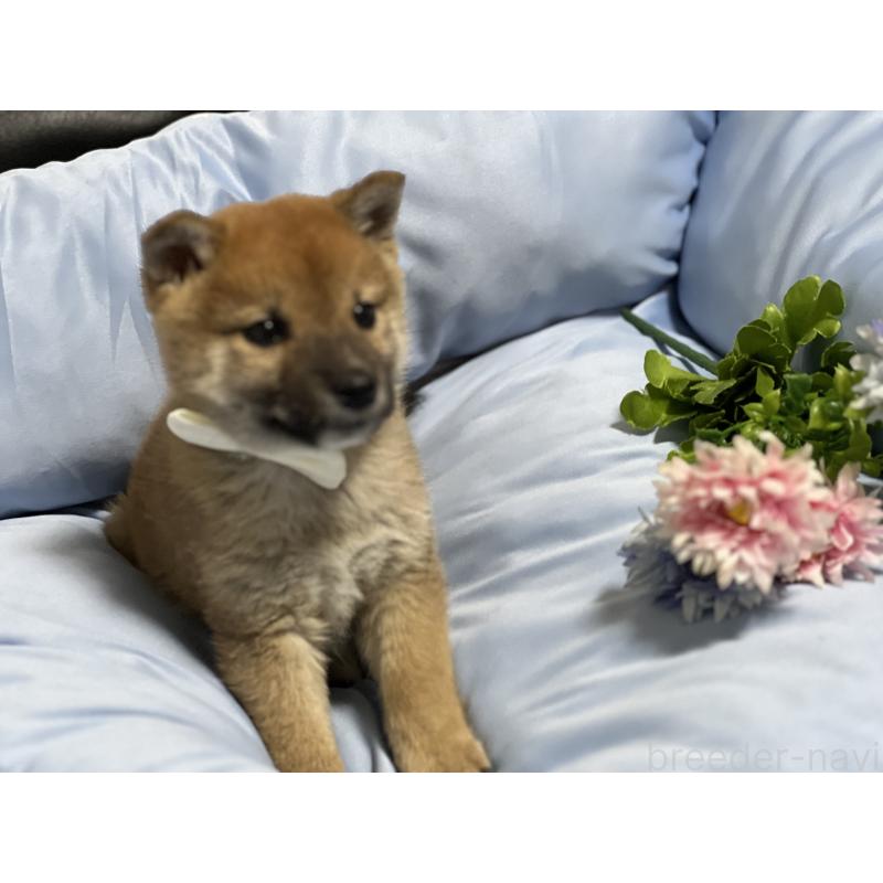 販売中の栃木県の柴犬-427149の1枚目