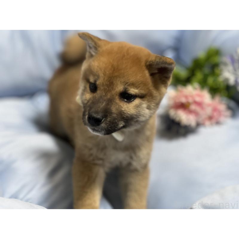 販売中の栃木県の柴犬-427149の3枚目