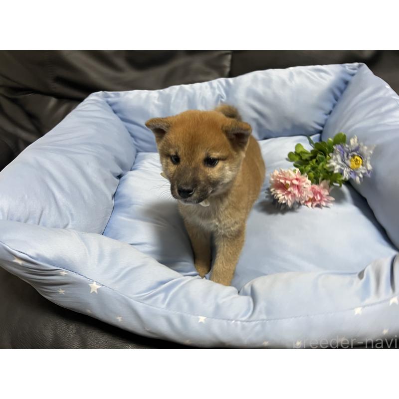 販売中の栃木県の柴犬-427149の2枚目