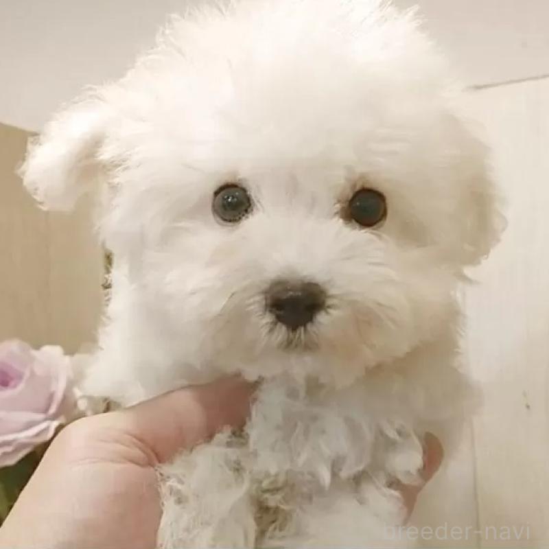 販売中の愛知県のビションフリーゼ-419911の1枚目