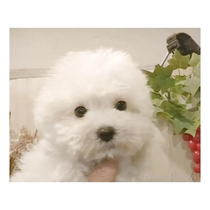 販売中の愛知県のビションフリーゼ-419911の13枚目