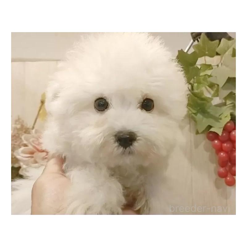 販売中の愛知県のビションフリーゼ-419911の12枚目