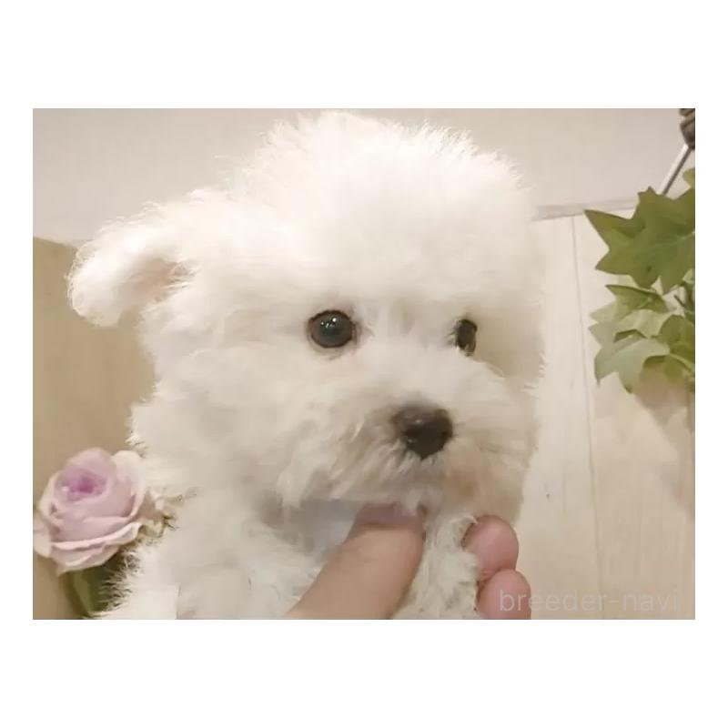 販売中の愛知県のビションフリーゼ-419911の11枚目