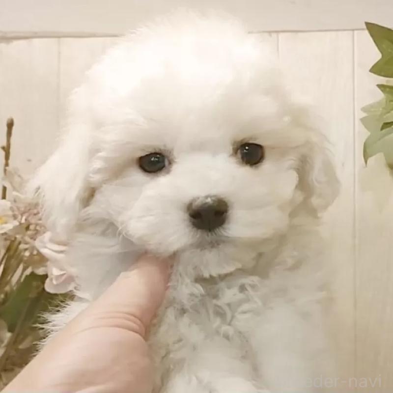 販売中の愛知県のビションフリーゼ-425051