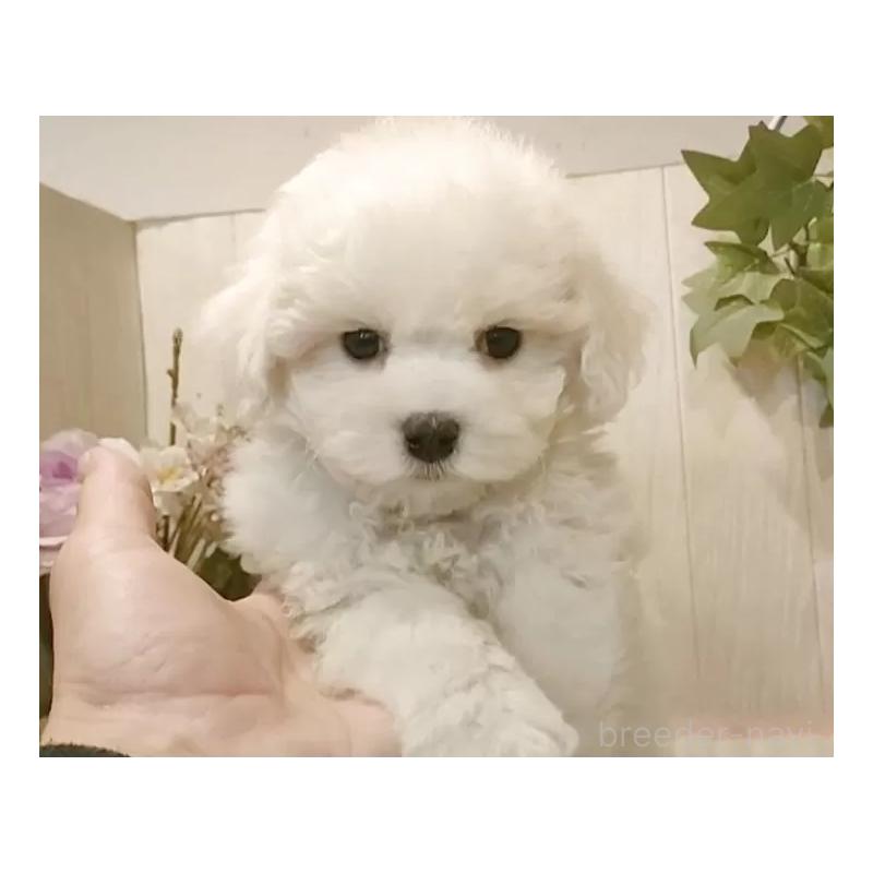 販売中の愛知県のビションフリーゼ-425051の13枚目