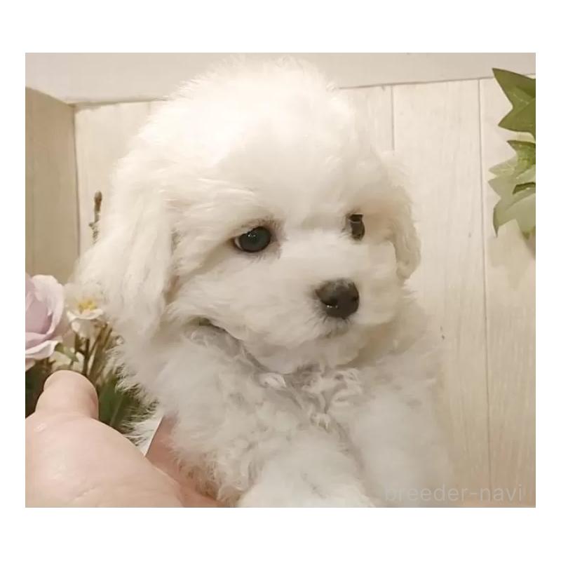 販売中の愛知県のビションフリーゼ-425051の12枚目