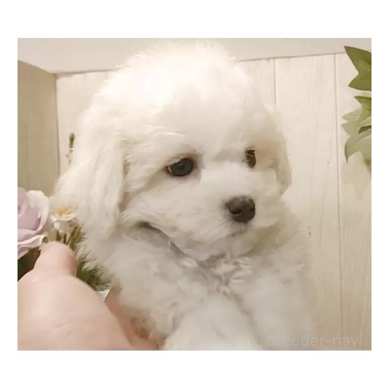 販売中の愛知県のビションフリーゼ-425051の11枚目