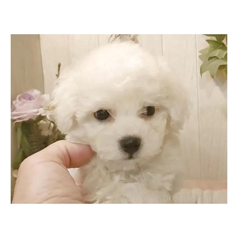 販売中の愛知県のビションフリーゼ-425051の7枚目