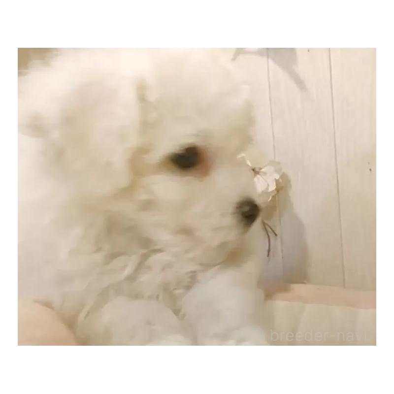 販売中の愛知県のビションフリーゼ-425051の6枚目