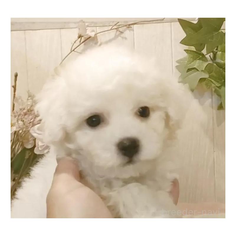 販売中の愛知県のビションフリーゼ-425051の4枚目