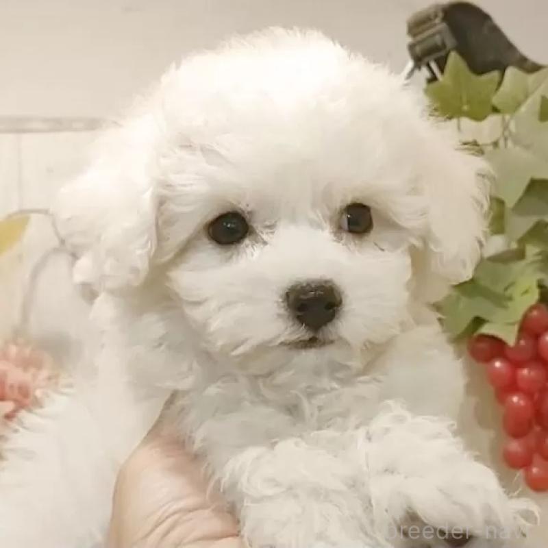 販売中の愛知県のビションフリーゼ-425057