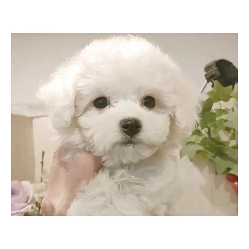 販売中の愛知県のビションフリーゼ-425057の15枚目