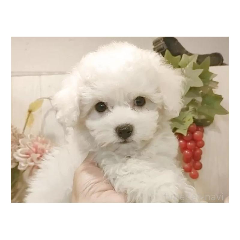 販売中の愛知県のビションフリーゼ-425057の14枚目