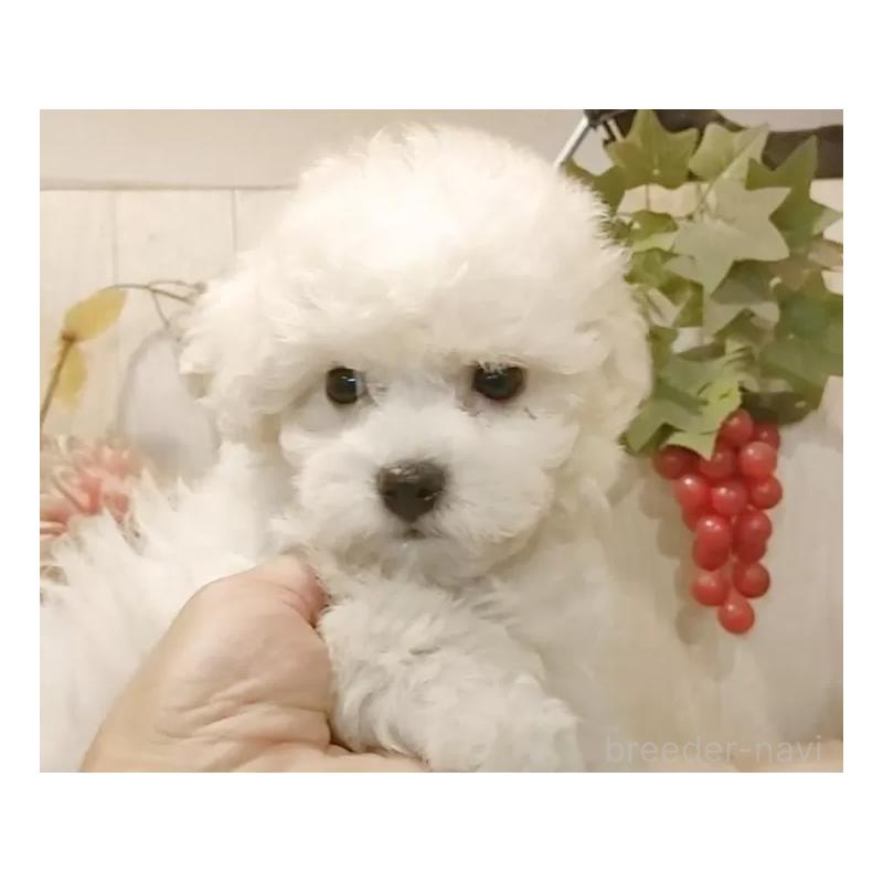 販売中の愛知県のビションフリーゼ-425057の13枚目