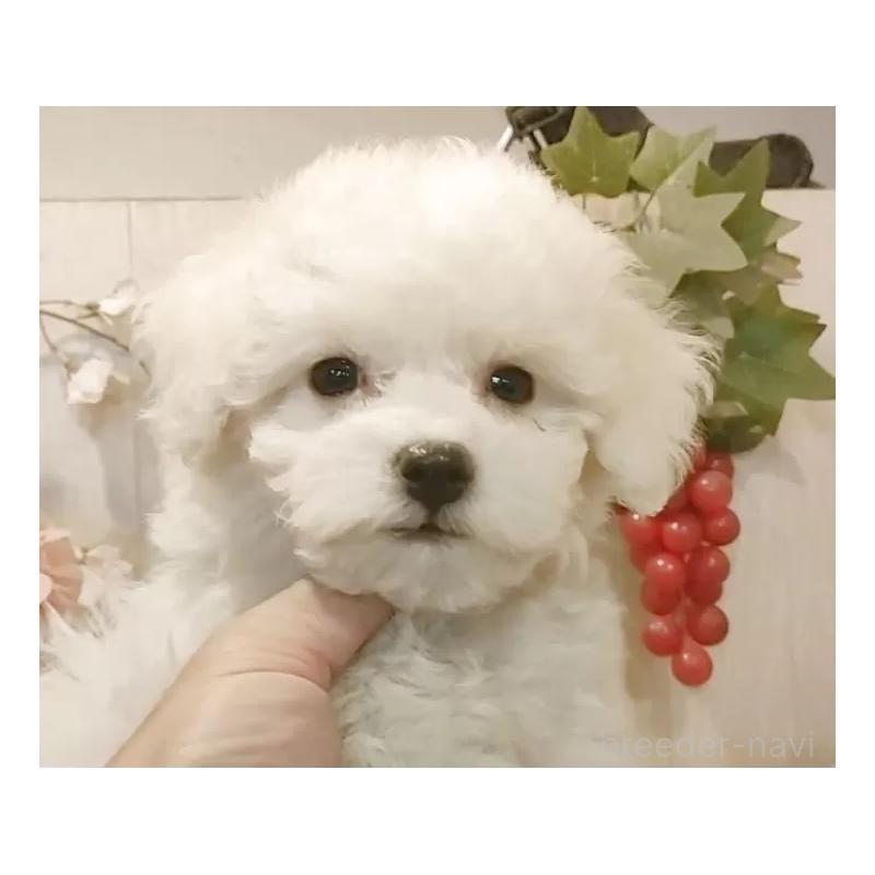 販売中の愛知県のビションフリーゼ-425057の12枚目