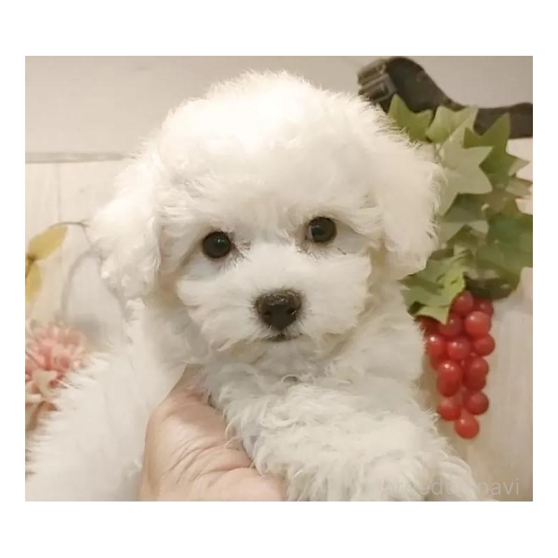 販売中の愛知県のビションフリーゼ-425057の11枚目