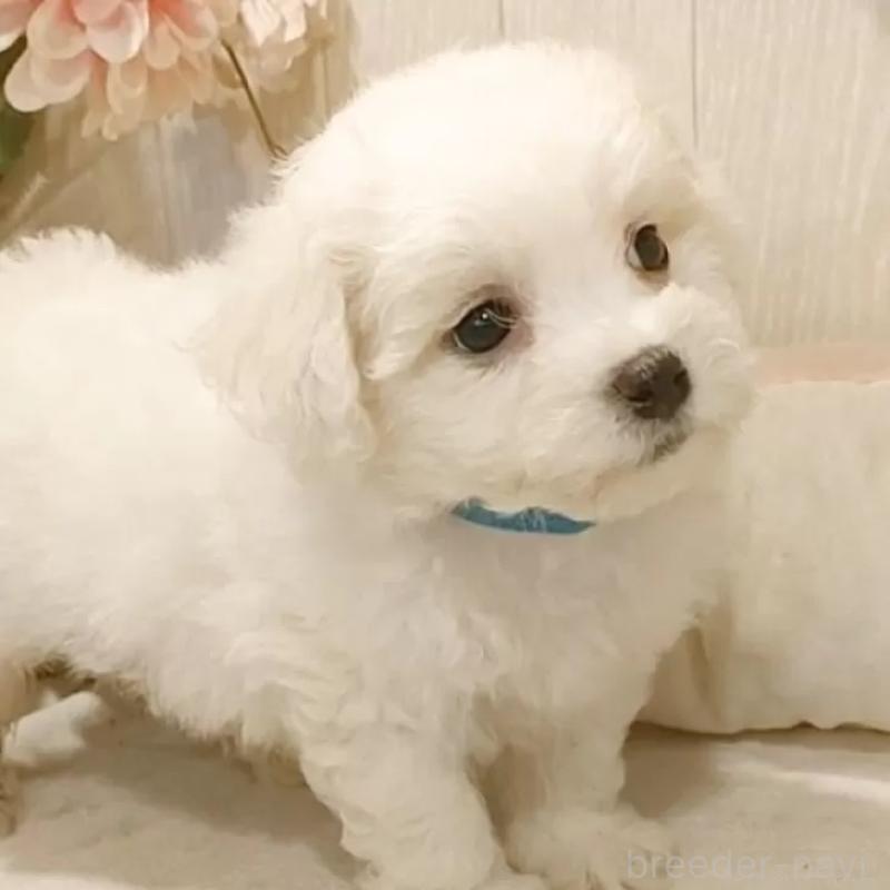 販売中の愛知県のビションフリーゼ-425057の8枚目