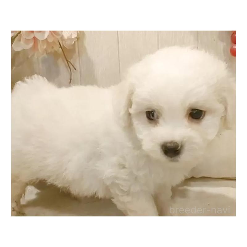 販売中の愛知県のビションフリーゼ-425057の6枚目