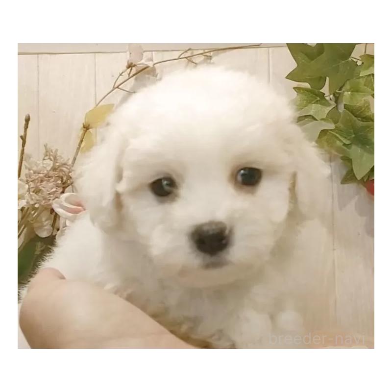 販売中の愛知県のビションフリーゼ-425057の5枚目