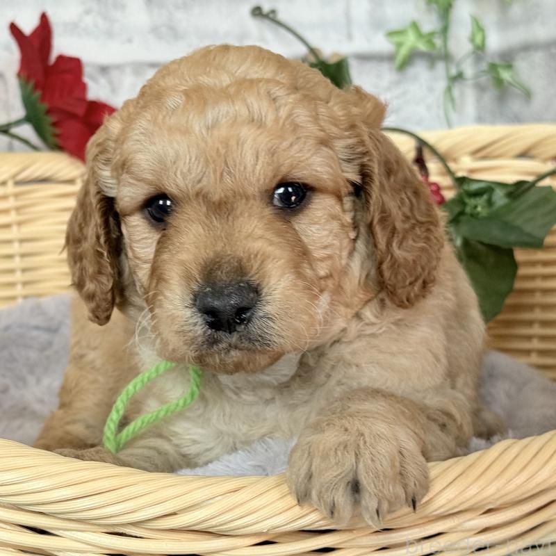 販売中の埼玉県のゴールデンドゥードル:ゴールデンレトリーバー×プードル-427154の11枚目