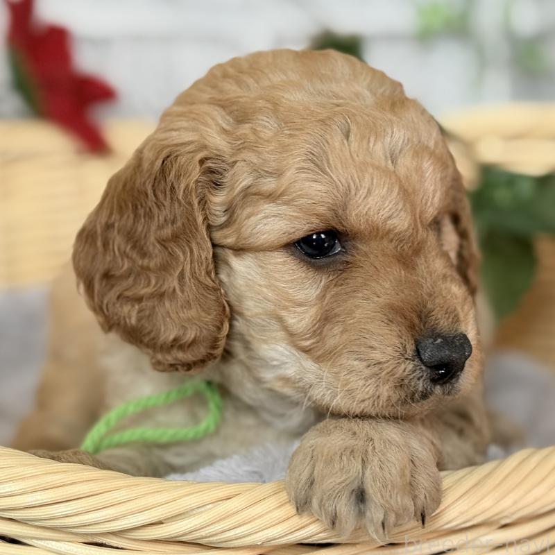 販売中の埼玉県のゴールデンドゥードル:ゴールデンレトリーバー×プードル-427154の10枚目