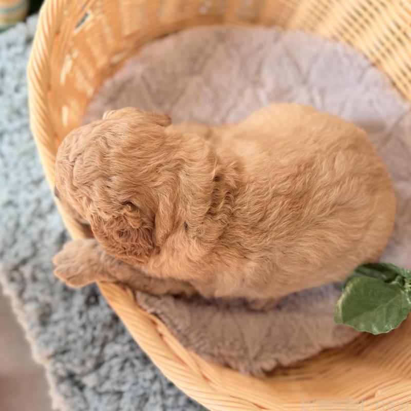 販売中の埼玉県のゴールデンドゥードル:ゴールデンレトリーバー×プードル-427154の9枚目