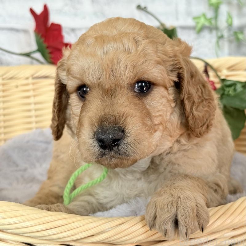 販売中の埼玉県のゴールデンドゥードル:ゴールデンレトリーバー×プードル-427154の8枚目