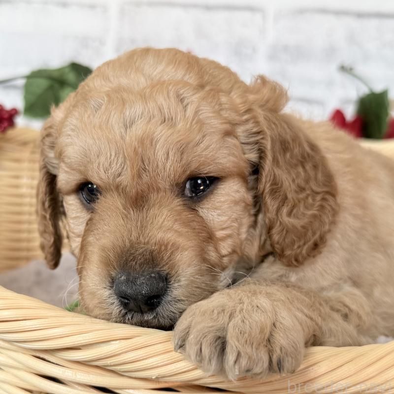 販売中の埼玉県のゴールデンドゥードル:ゴールデンレトリーバー×プードル-427154の7枚目