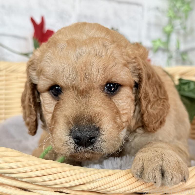 販売中の埼玉県のゴールデンドゥードル:ゴールデンレトリーバー×プードル-427154の6枚目