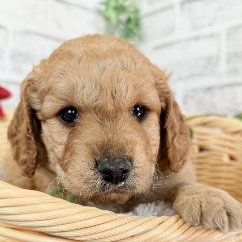 販売中の埼玉県のゴールデンドゥードル:ゴールデンレトリーバー×プードル-427154の5枚目