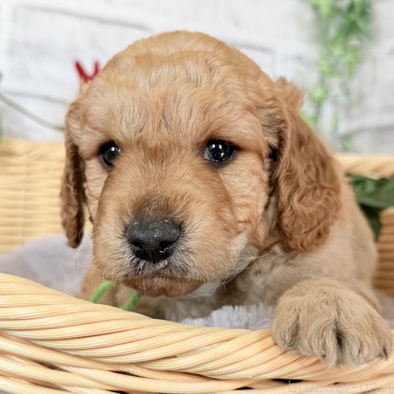 販売中の埼玉県のゴールデンドゥードル:ゴールデンレトリーバー×プードル-427154の4枚目