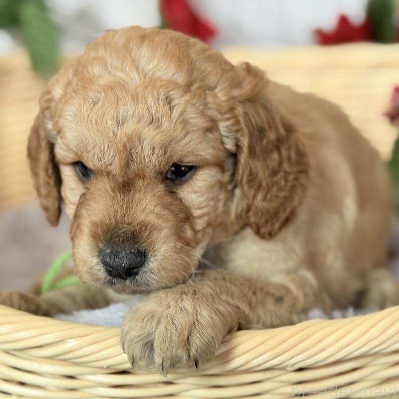 販売中の埼玉県のゴールデンドゥードル:ゴールデンレトリーバー×プードル-427154の3枚目