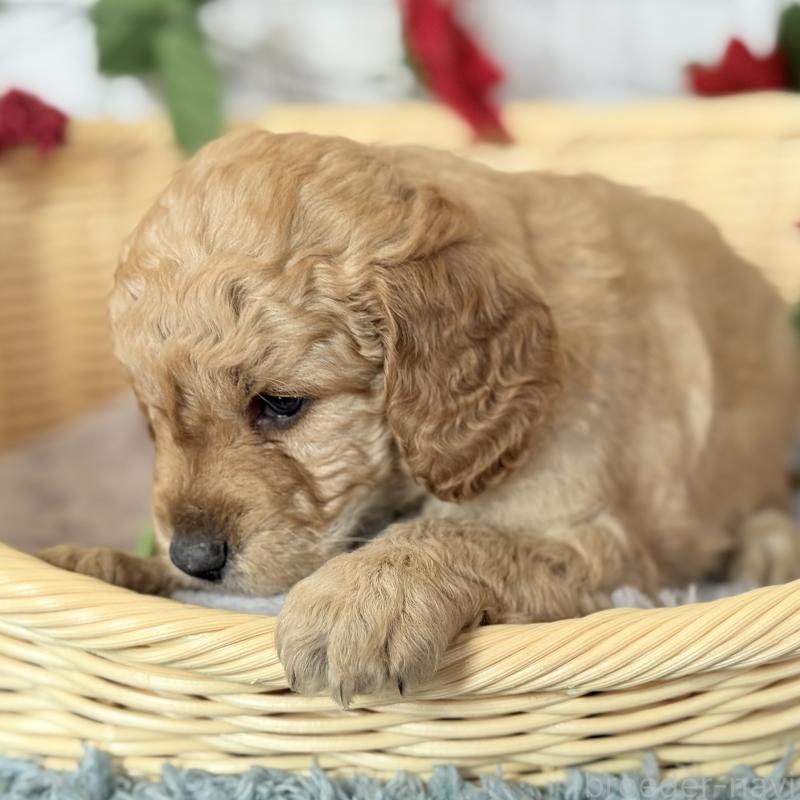 販売中の埼玉県のゴールデンドゥードル:ゴールデンレトリーバー×プードル-427154の2枚目