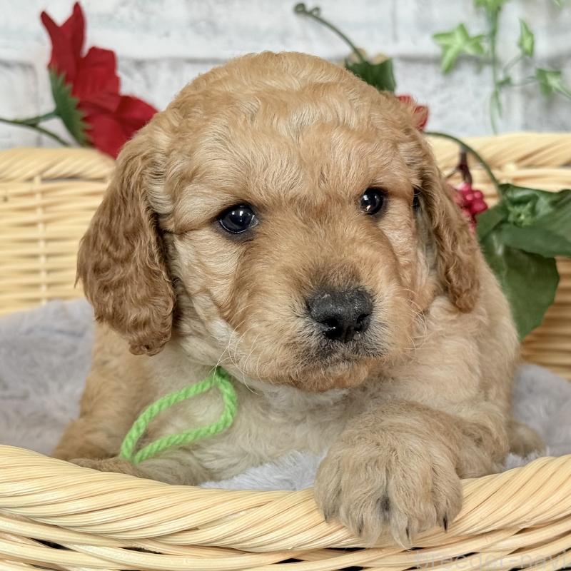 販売中の埼玉県のゴールデンドゥードル:ゴールデンレトリーバー×プードル-427154