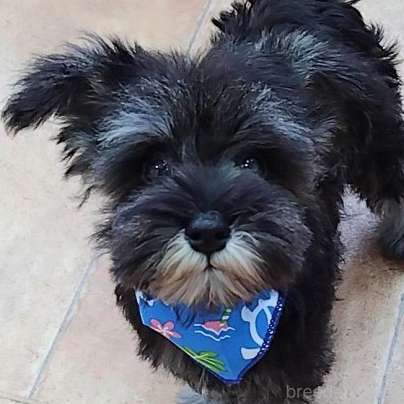 販売中の神奈川県のミニチュアシュナウザー-419619