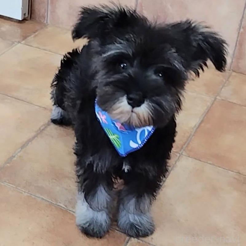 販売中の神奈川県のミニチュアシュナウザー-419619の8枚目