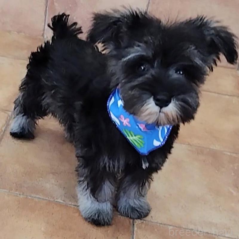 販売中の神奈川県のミニチュアシュナウザー-419619の7枚目