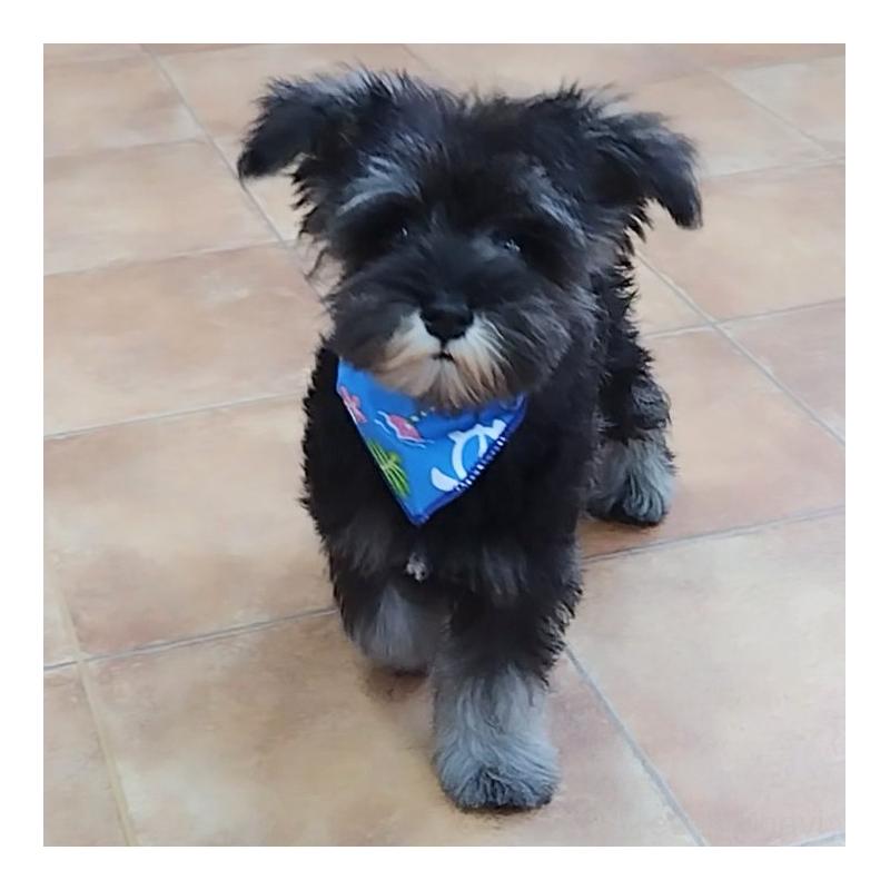 販売中の神奈川県のミニチュアシュナウザー-419619の6枚目