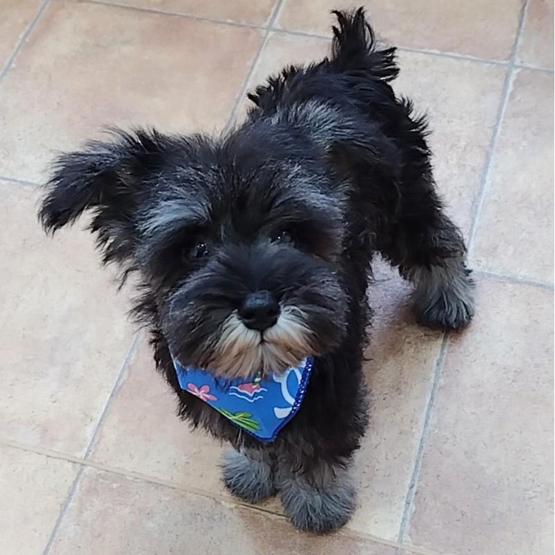 販売中の神奈川県のミニチュアシュナウザー-419619の5枚目